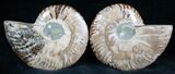 Cut and Polished Ammonite Pair #7328-1